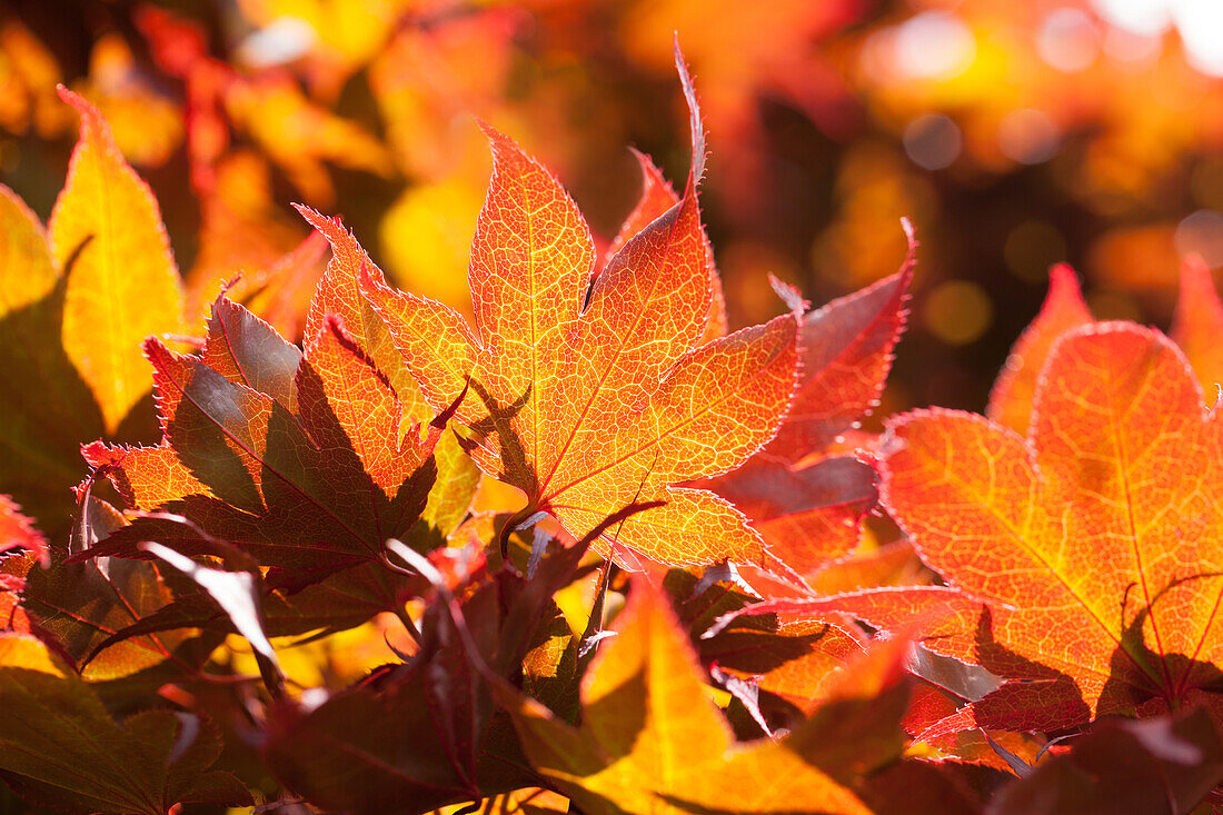 Acer palmatum 'Fireglow'