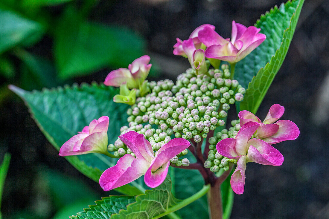 Hydrangea macrophylla, rosa Tellerblüten