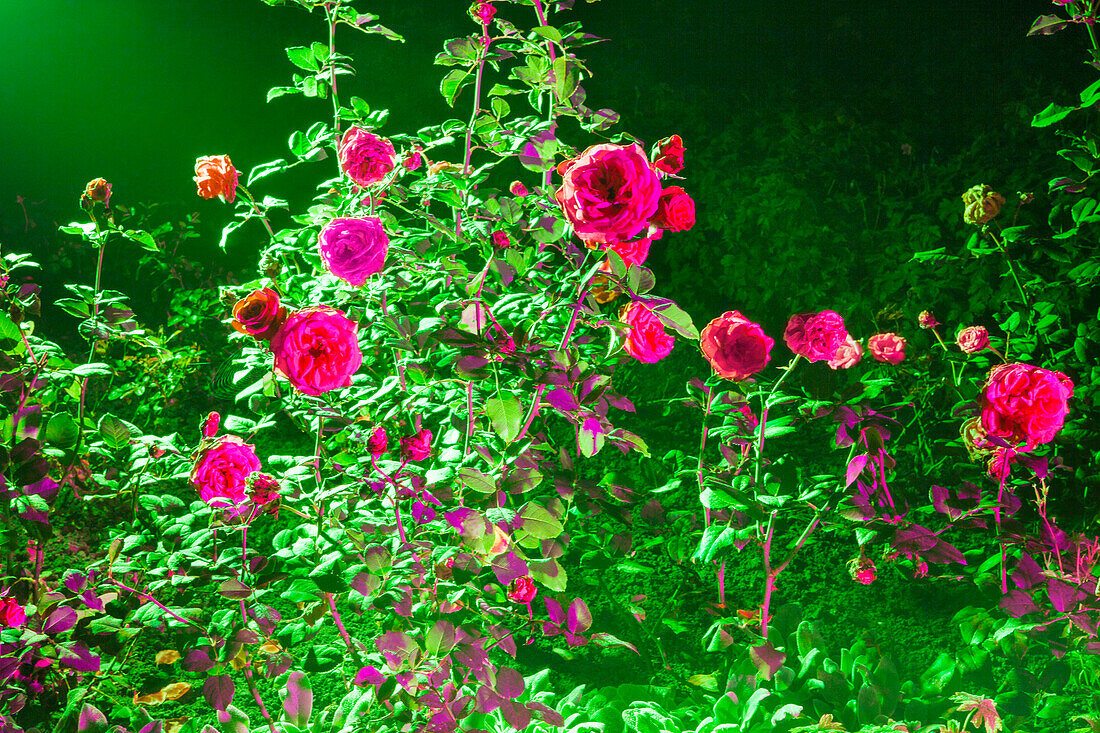 Roses illuminated
