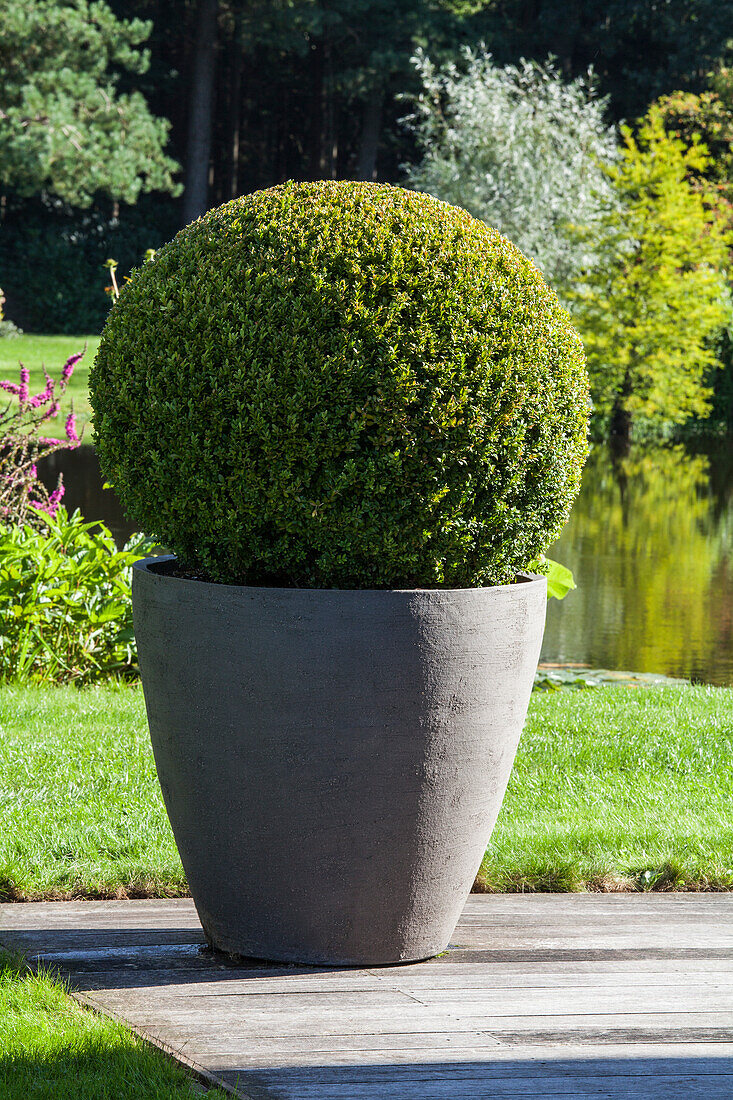 Buxus sempervirens, orb