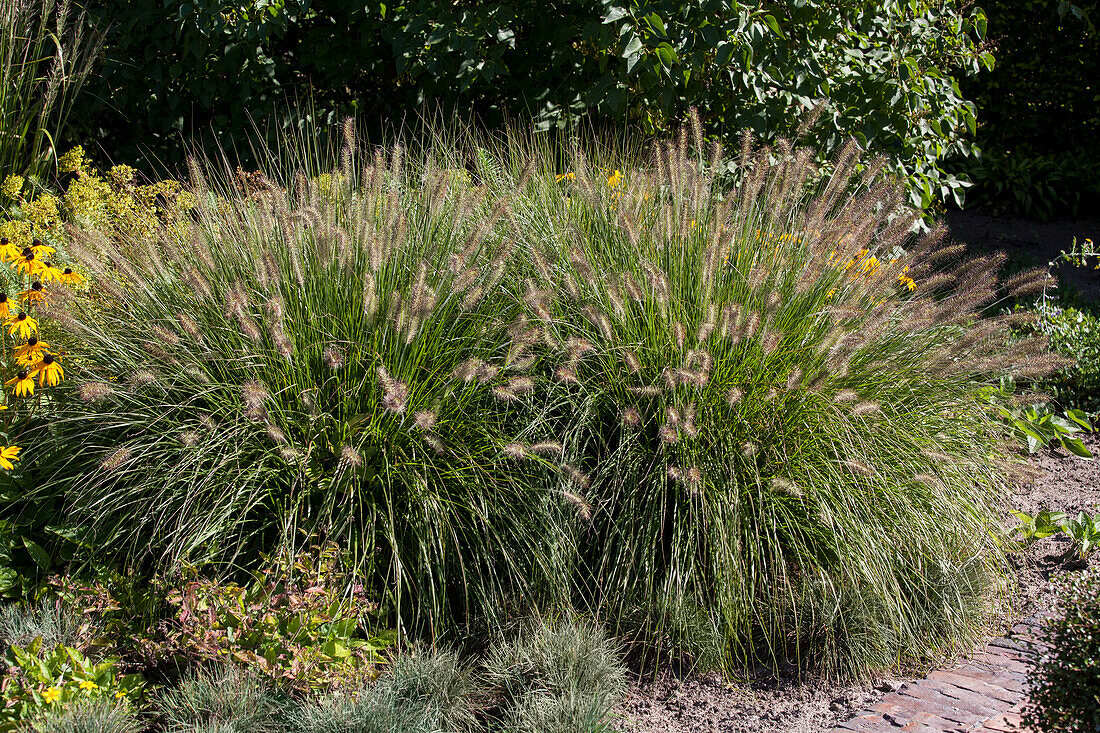 Pennisetum alopecuroides 'Hamelin