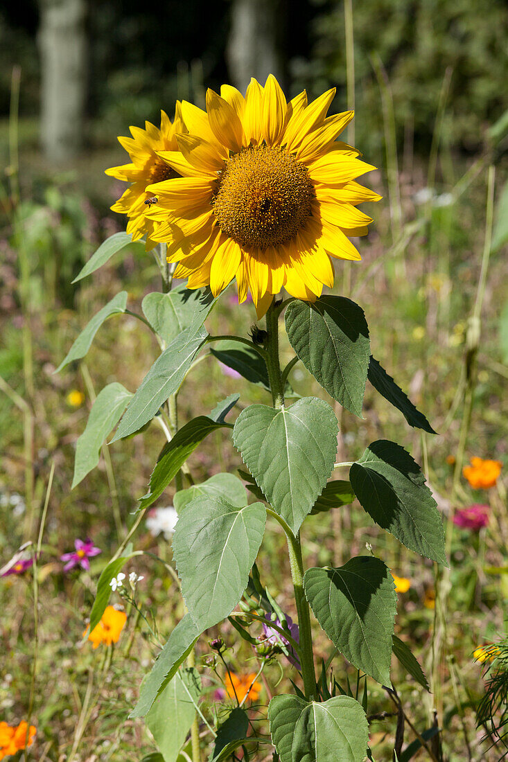 Helianthus annuus