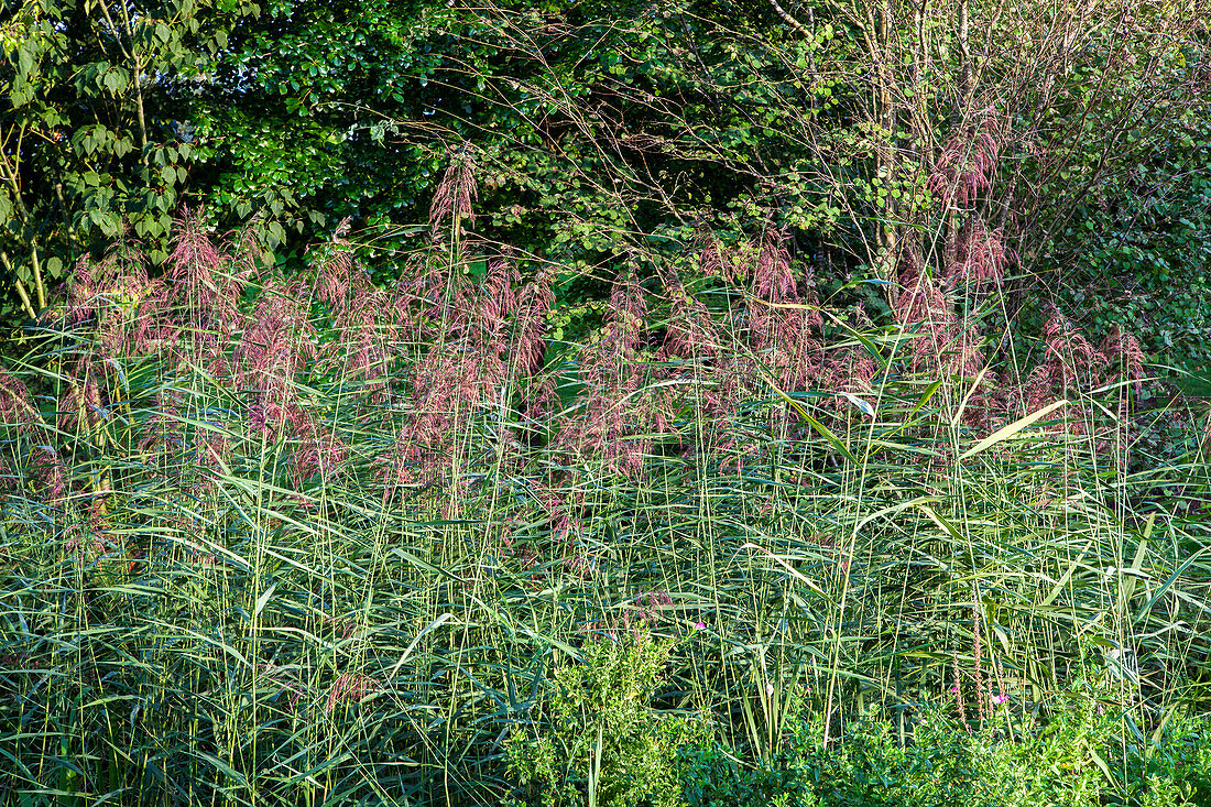 Phragmites australis