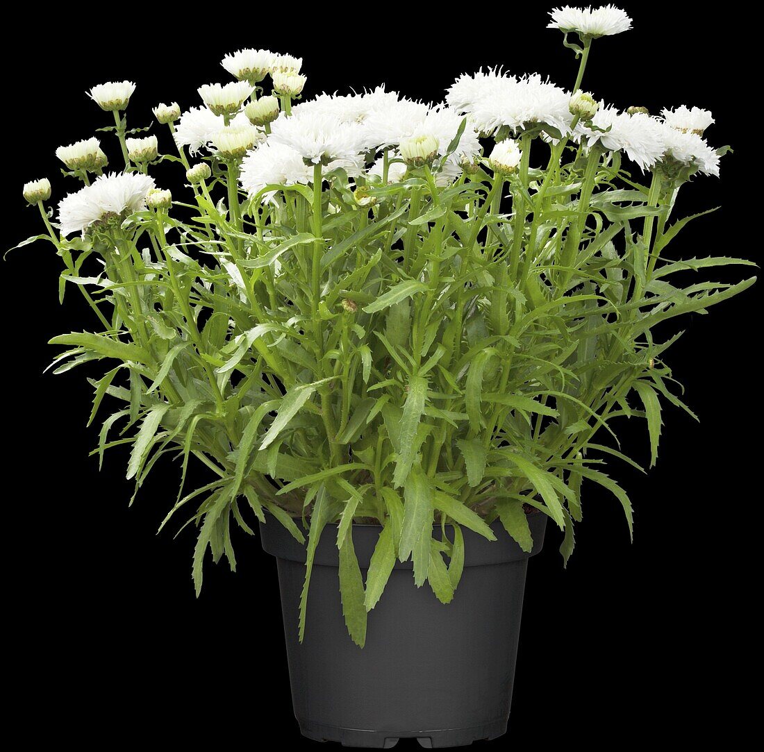 Leucanthemum x superbum, weiß