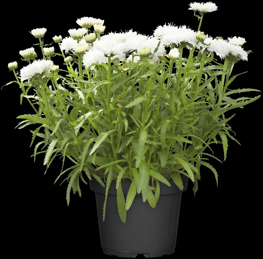Leucanthemum x superbum, white