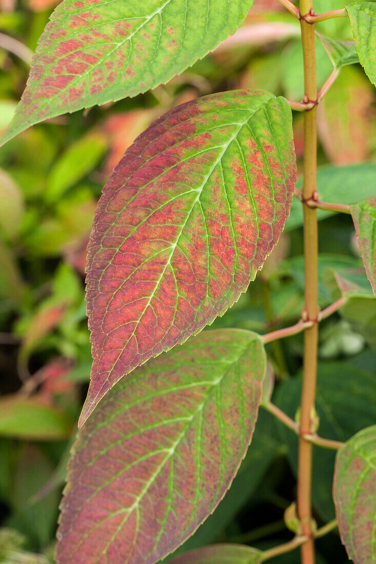 Hydrangea serrata 'Imperatrice Eugenie'