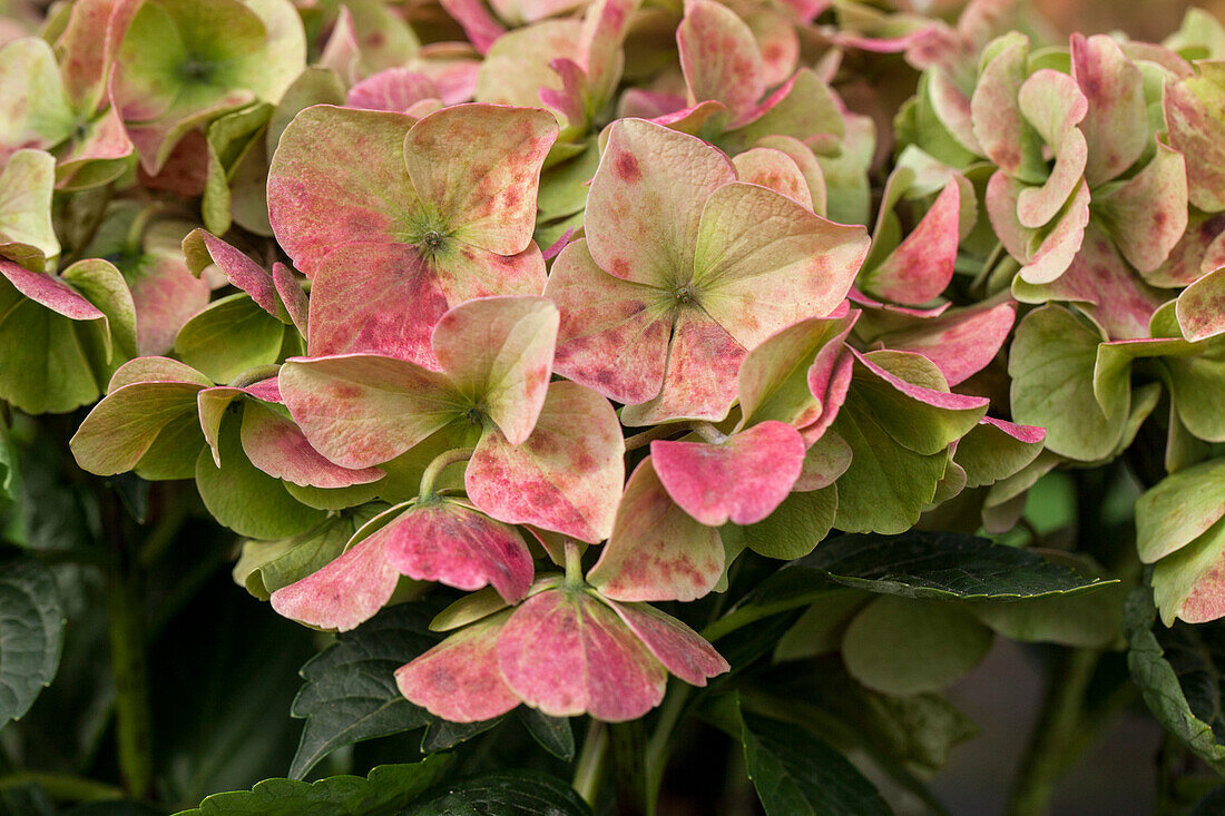 Hydrangea macrophylla 'Mirage