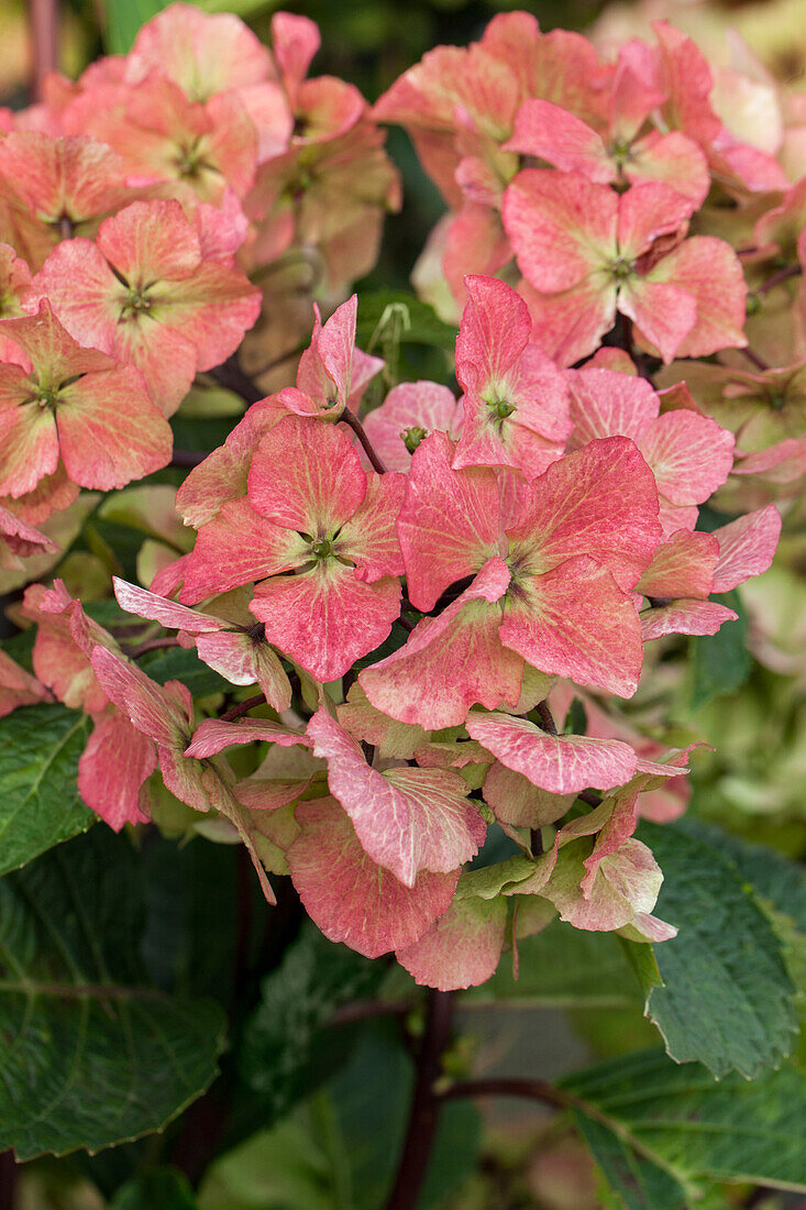 Hydrangea macrophylla 'Hot Red'(s)