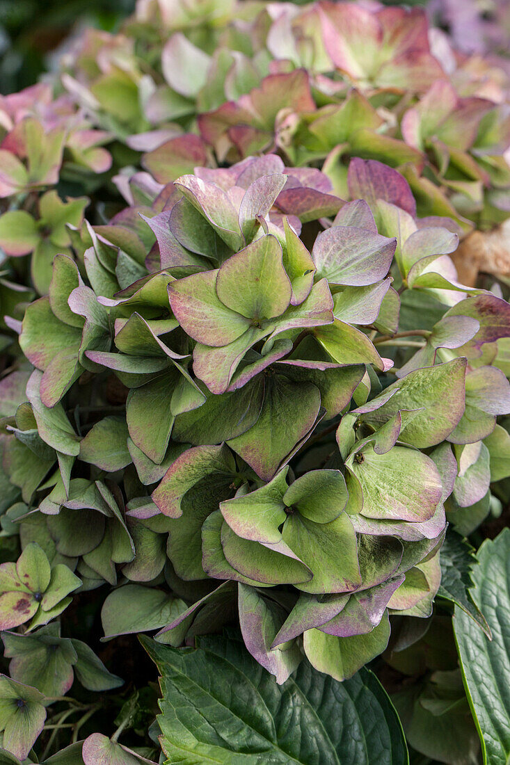 Hydrangea macrophylla