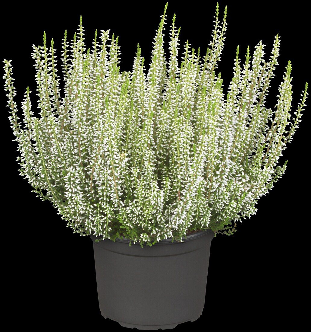 Calluna vulgaris Gardengirls® 'Helena'