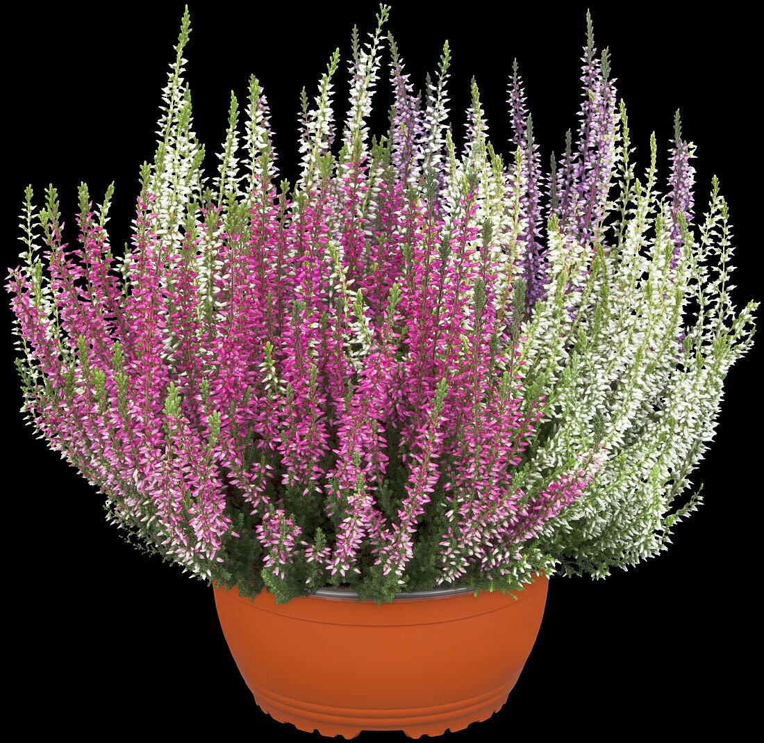 Calluna vulgaris Quattro-Girls®