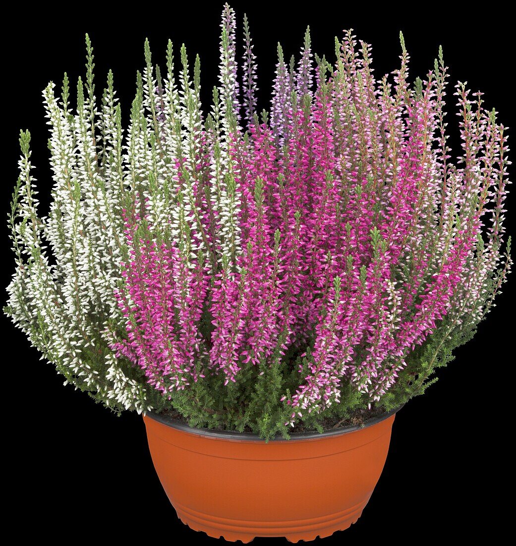 Calluna vulgaris Quattro-Girls®