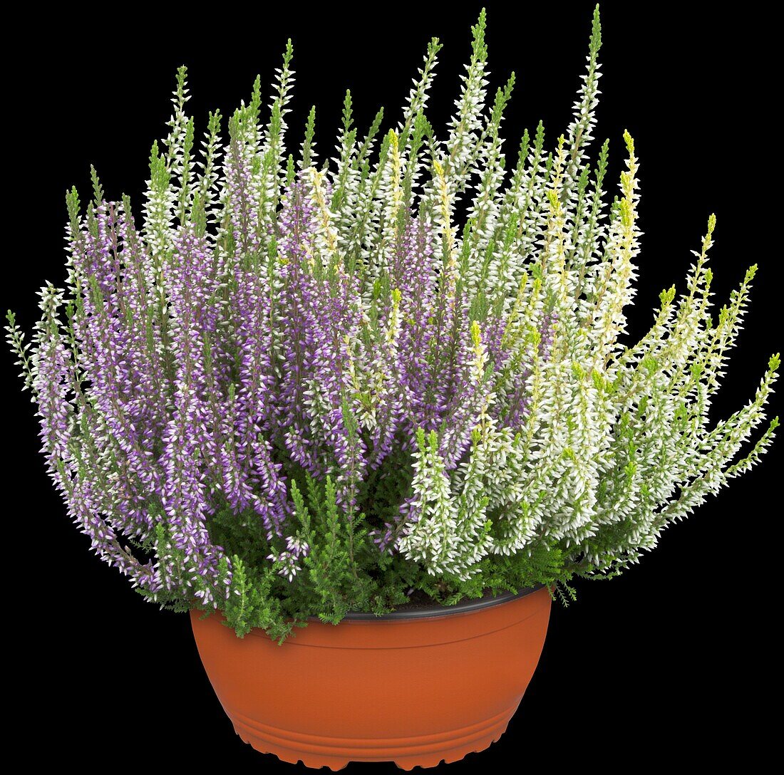 Calluna vulgaris Trio-Girls®