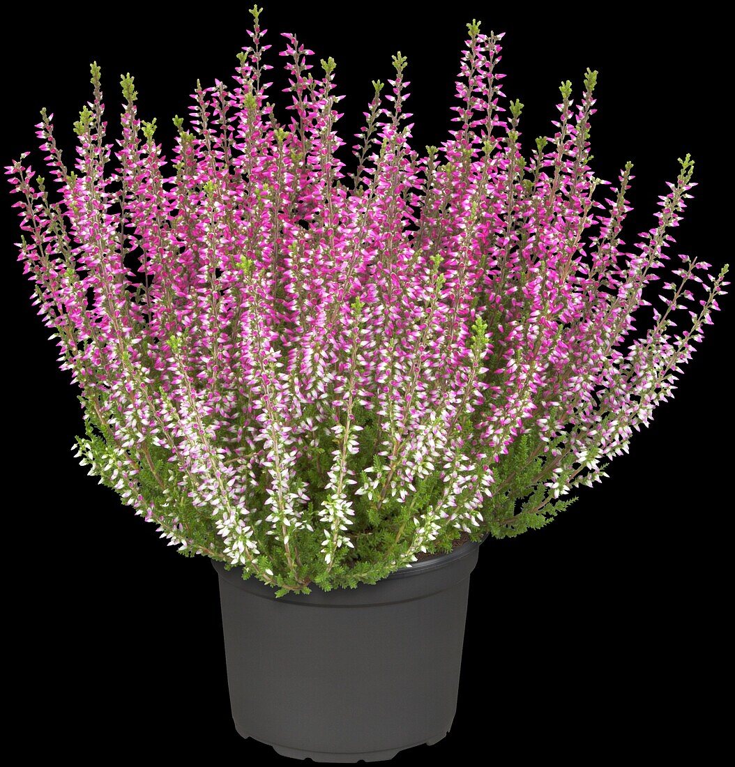 Calluna vulgaris Gardengirls® 'Amethyst'