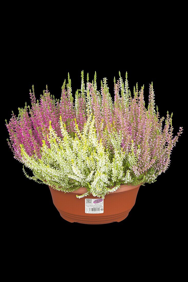 Calluna vulgaris Quattro-Girls®