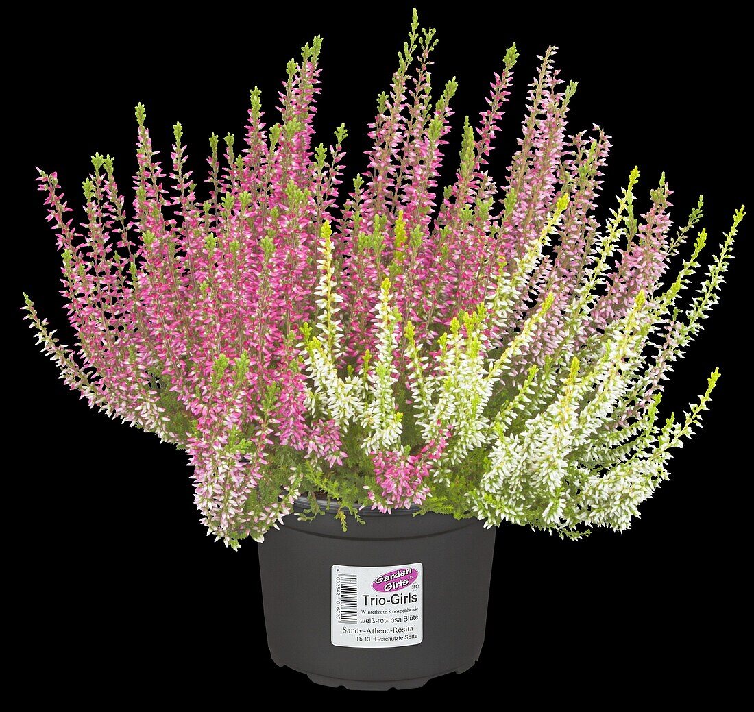 Calluna vulgaris Trio-Girls®