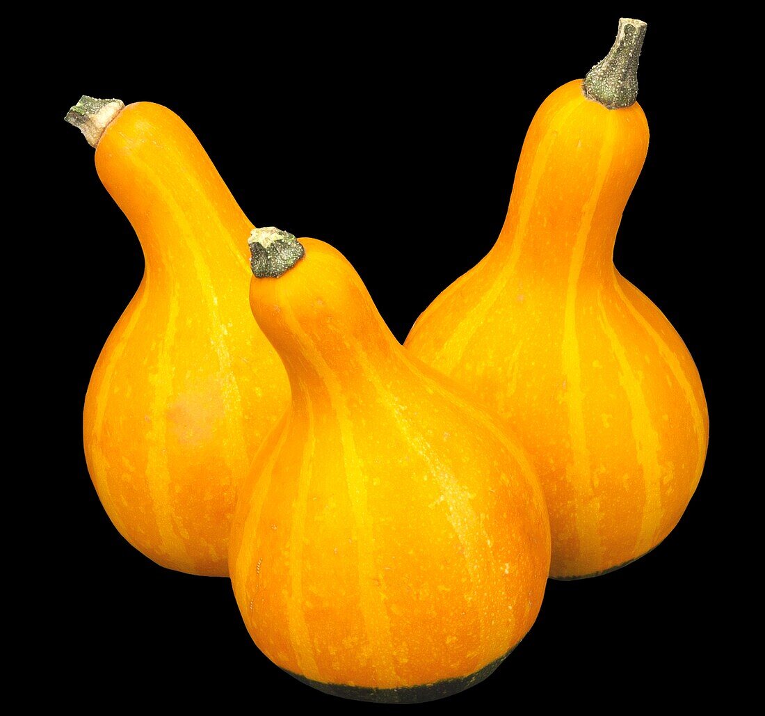 Cucurbita pepo