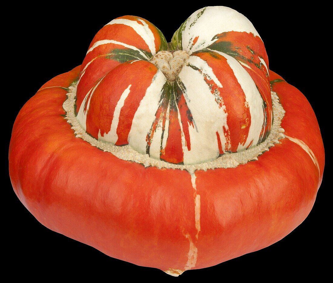 Cucurbita maxima 'Bishop's mitre'.