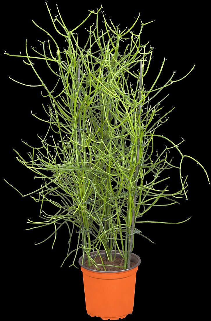 Euphorbia tirucalli