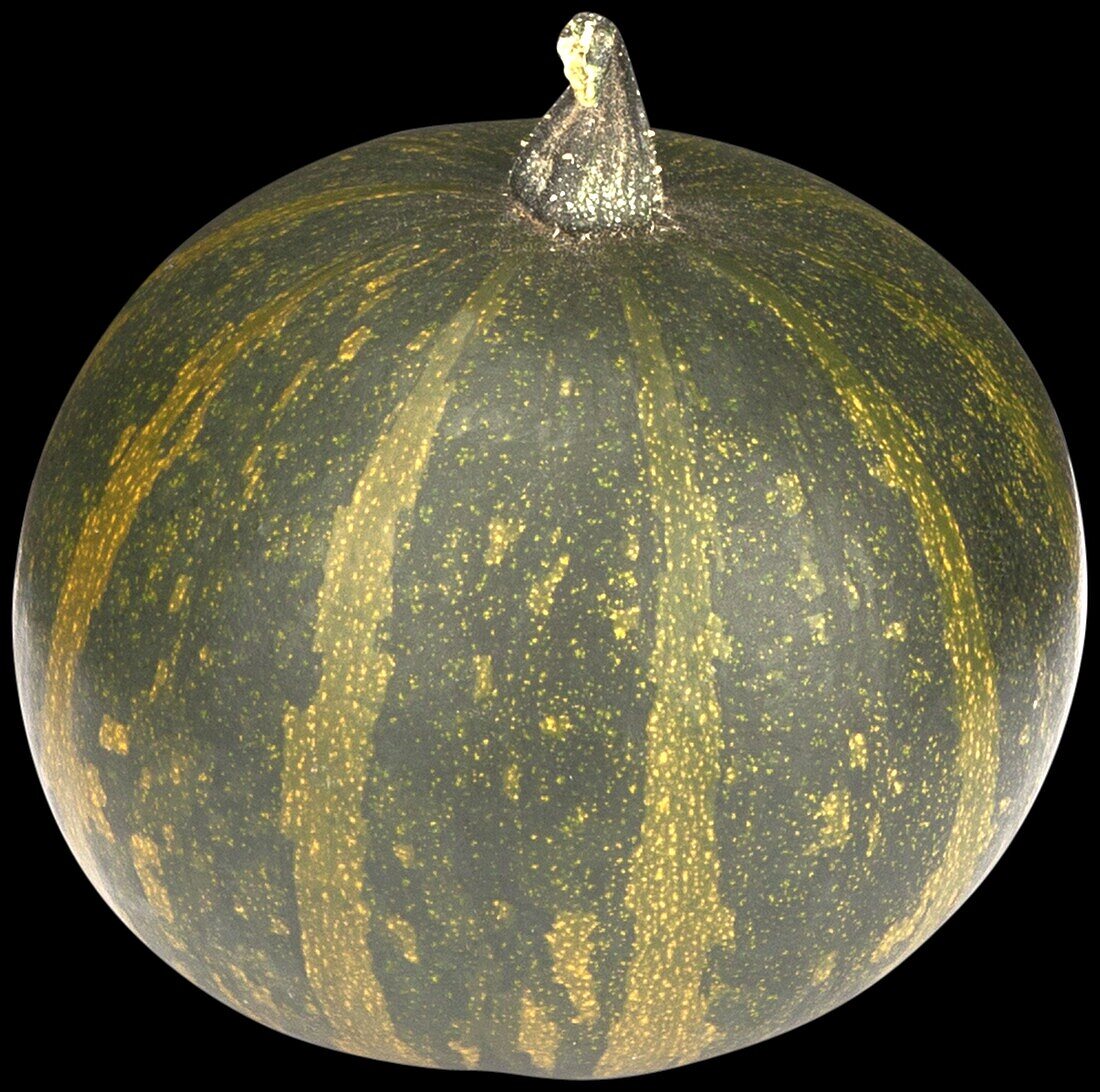 Cucurbita pepo