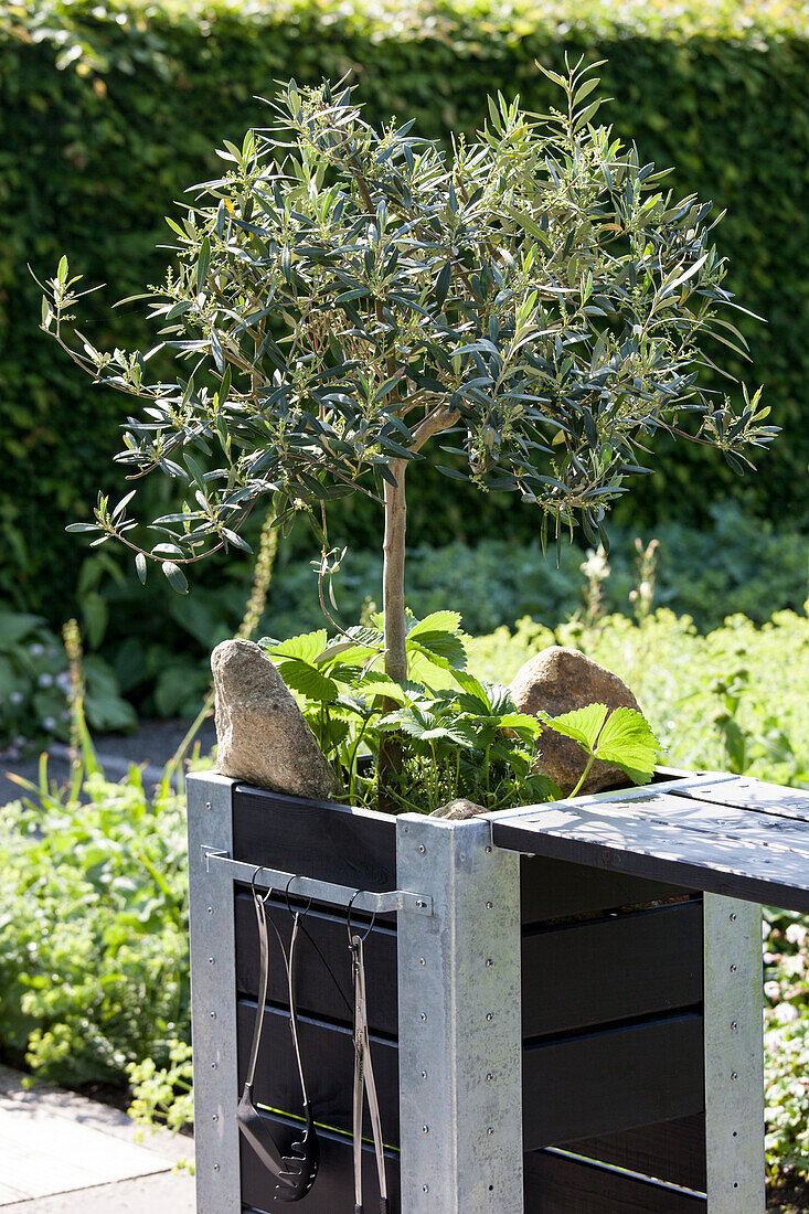 Olive tree in raised bed