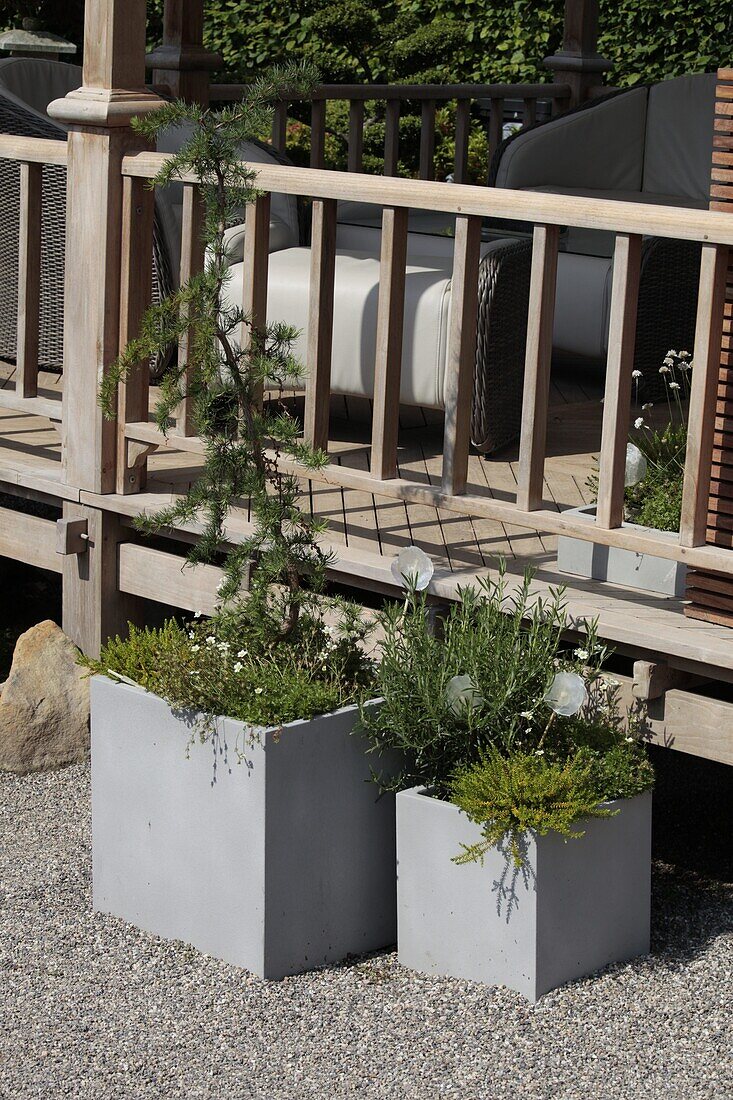 Planters with conifers