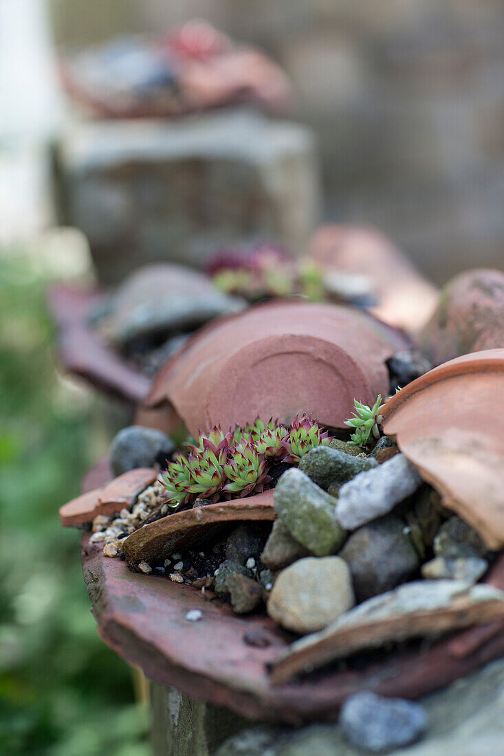 Succulent on a Mediterranean wall