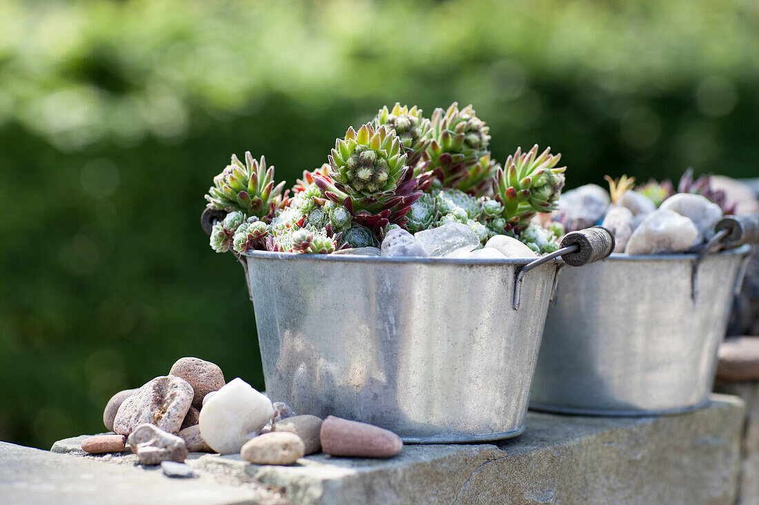 Succulent in metal pot