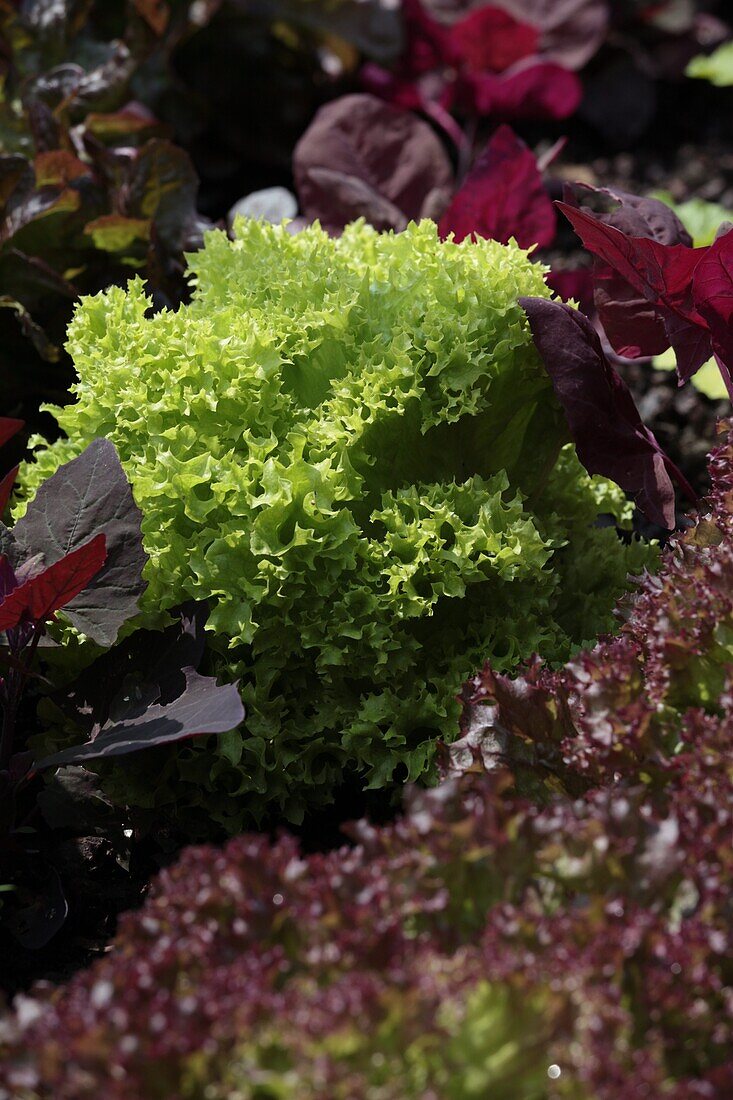 Lactuca sativa var. crispa 'Lollo bionda'