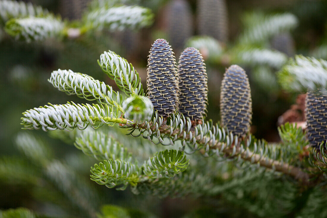 Abies koreana 'Horstmann´s Silberlocke'®