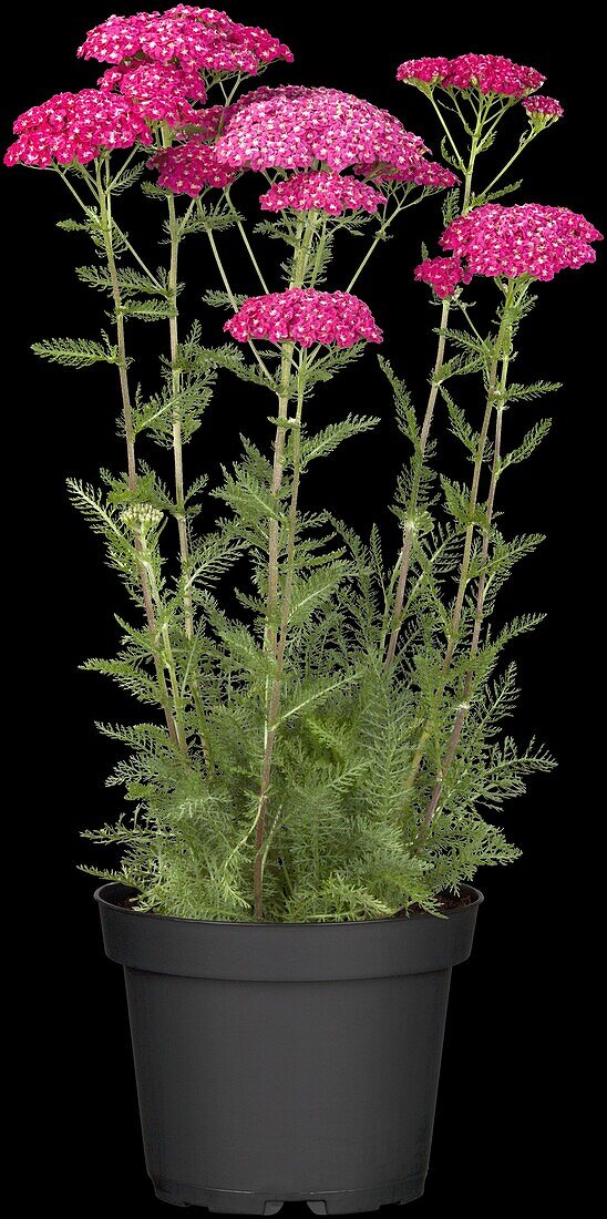 Achillea millefolium 'Saucy Seduction'