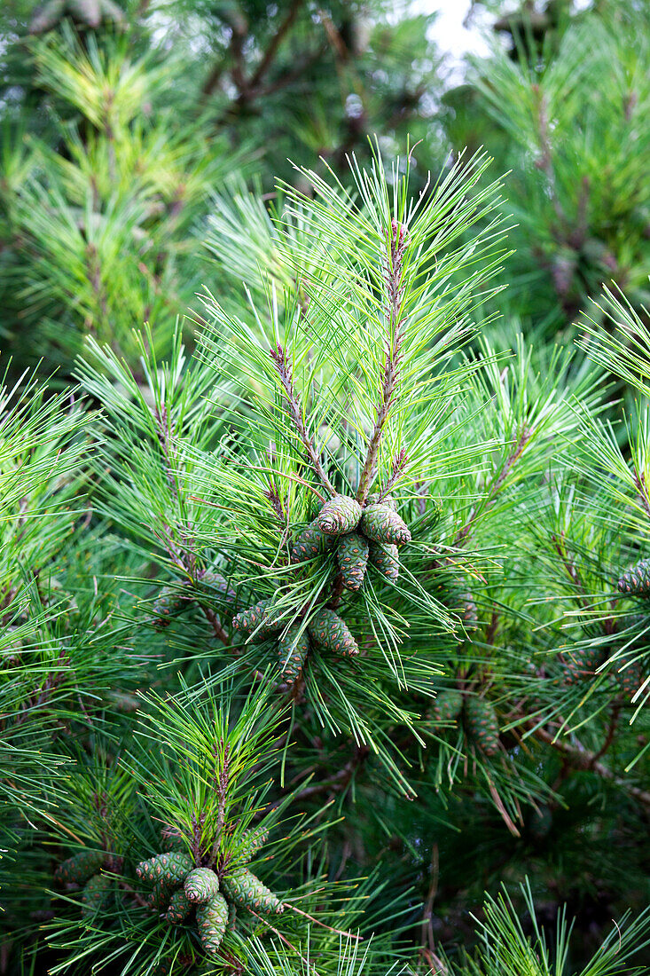 Pinus densiflora 'Pumila'