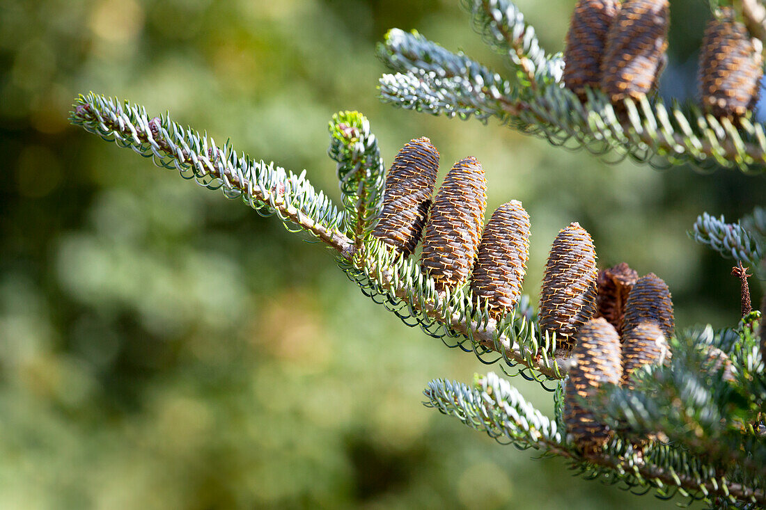 Abies koreana 'Horstmann´s Silberlocke'®