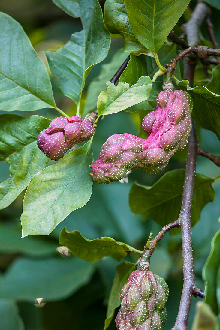 Magnolia x 'Laura' soulangiana