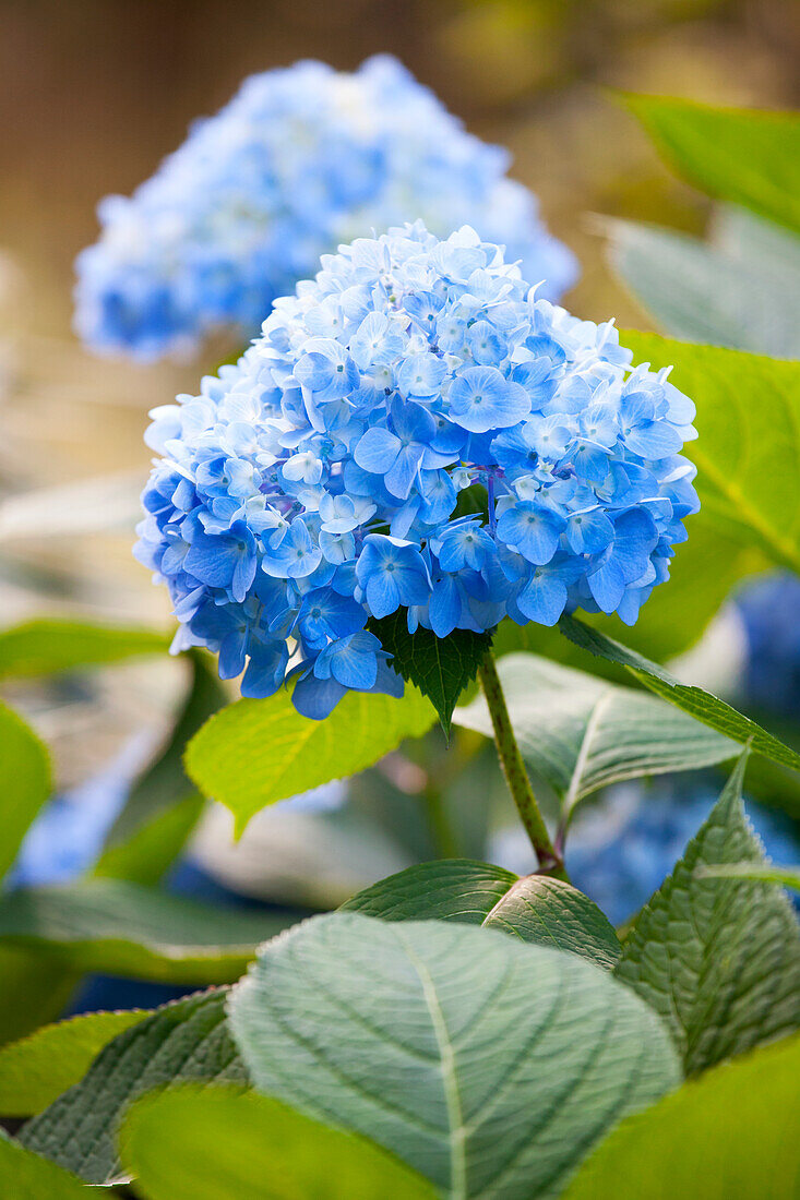 Hydrangea macrophylla, blau