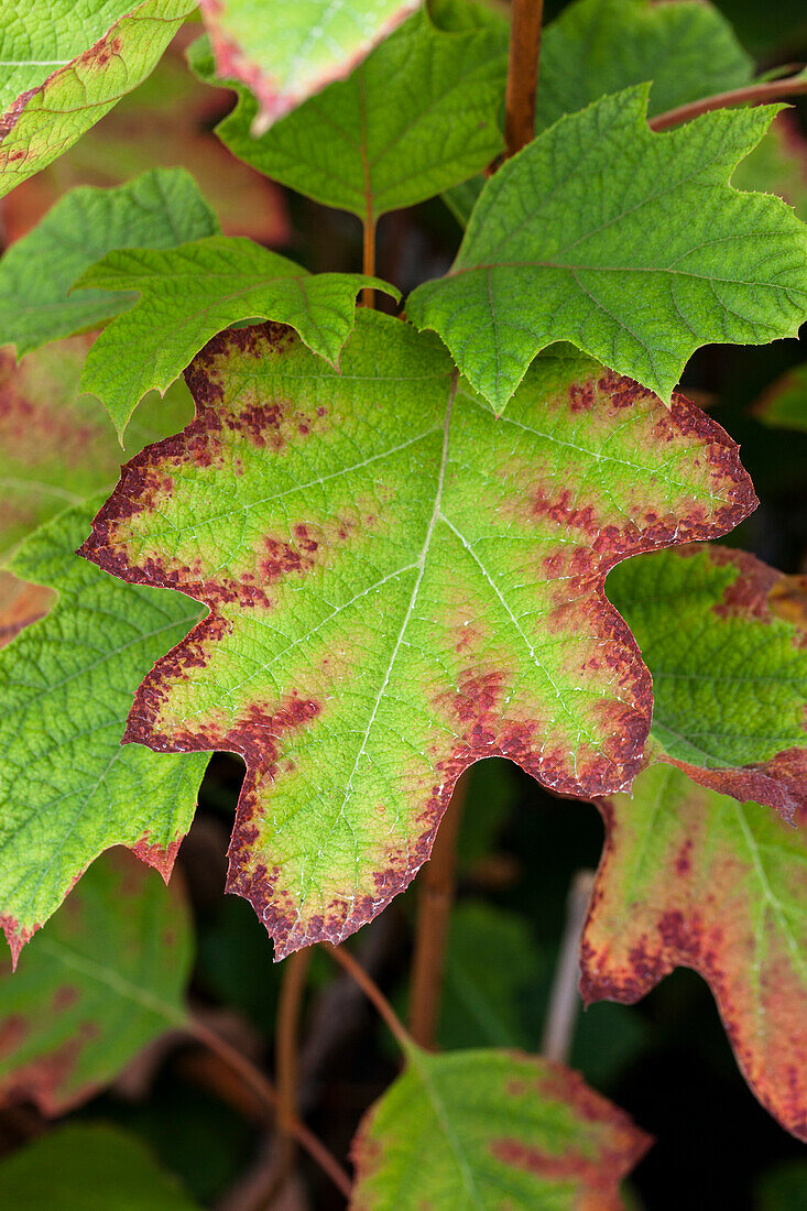 Hydrangea quercifolia 'Sike's Dwarf'