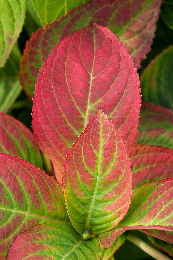 Hydrangea macrophylla