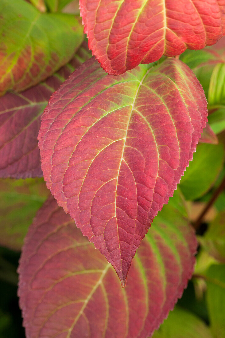 Hydrangea macrophylla