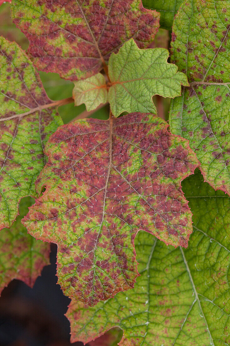 Hydrangea quercifolia 'Hovaria Quercifolia