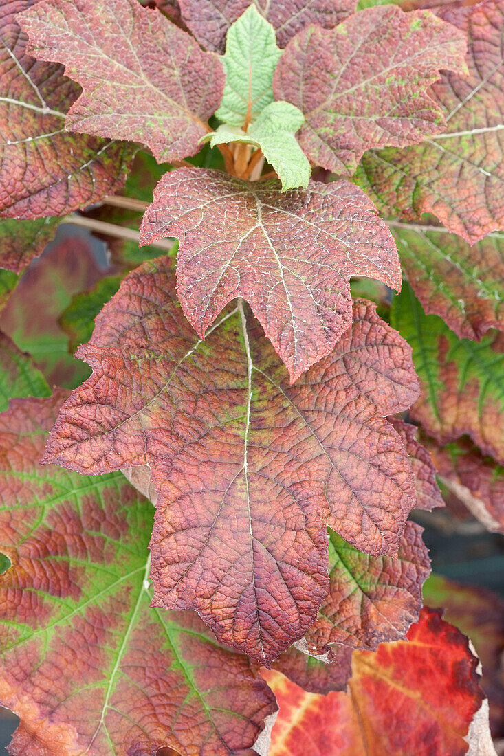 Hydrangea quercifolia 'Hovaria® Quercifolia'