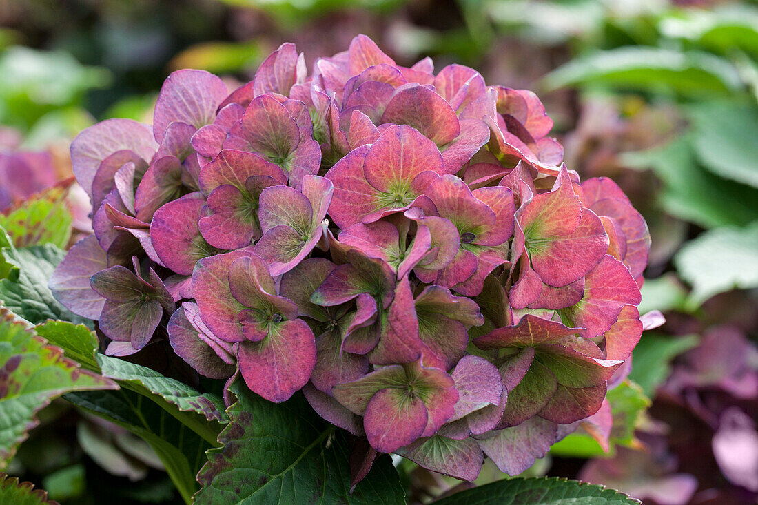 Hydrangea macrophylla 'Hot Red'(s)