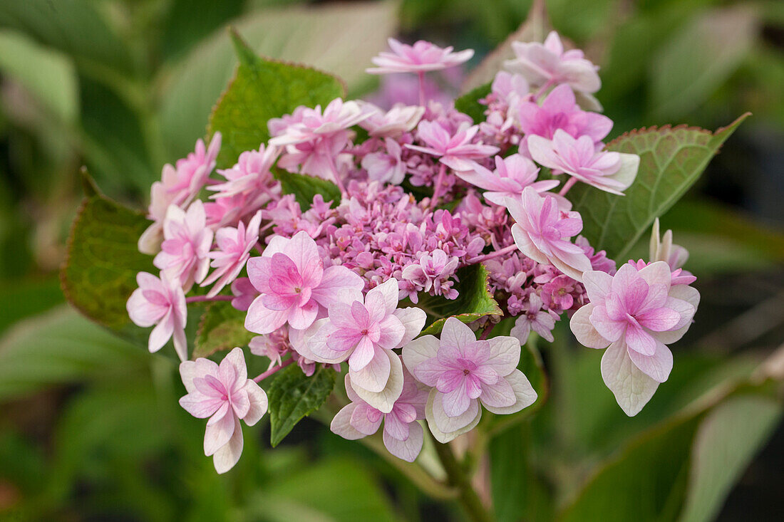 Hydrangea macrophylla 'Papillon'