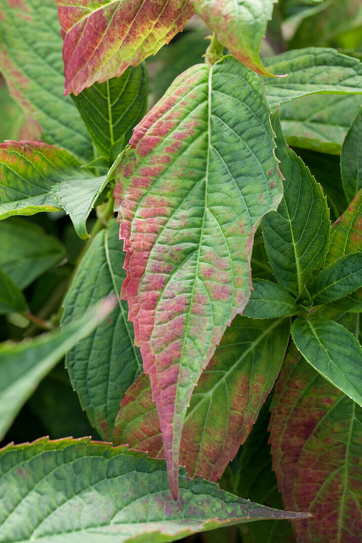 Hydrangea macrophylla