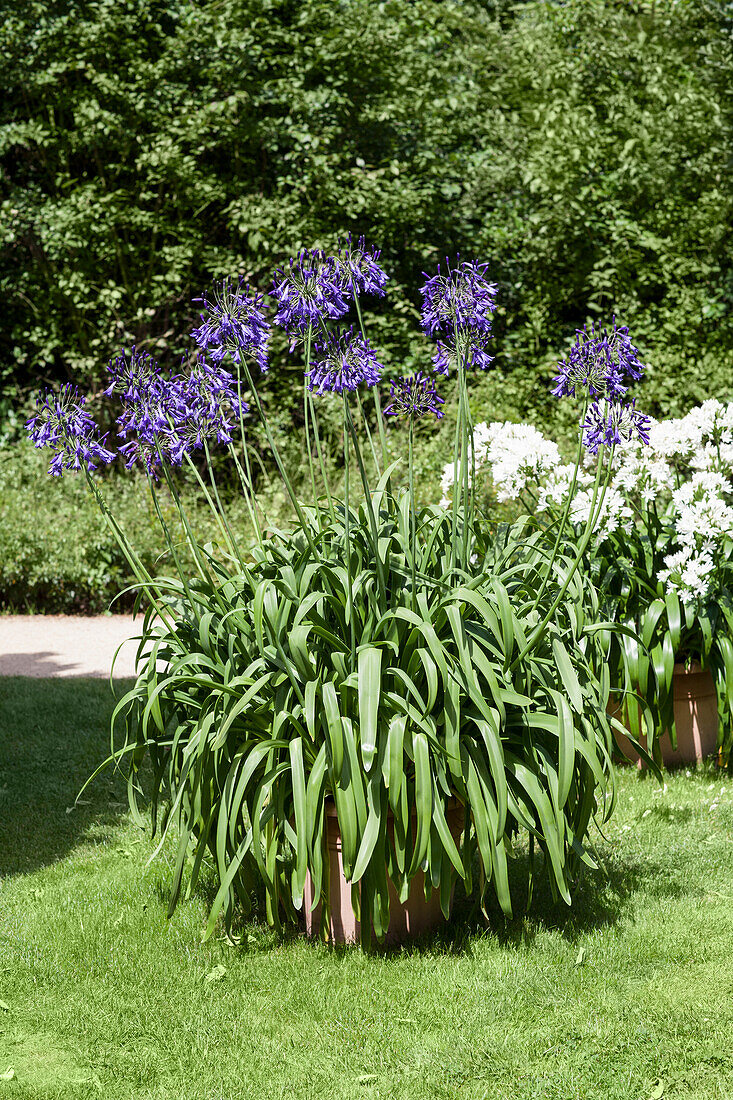 Agapanthus africanus, blue