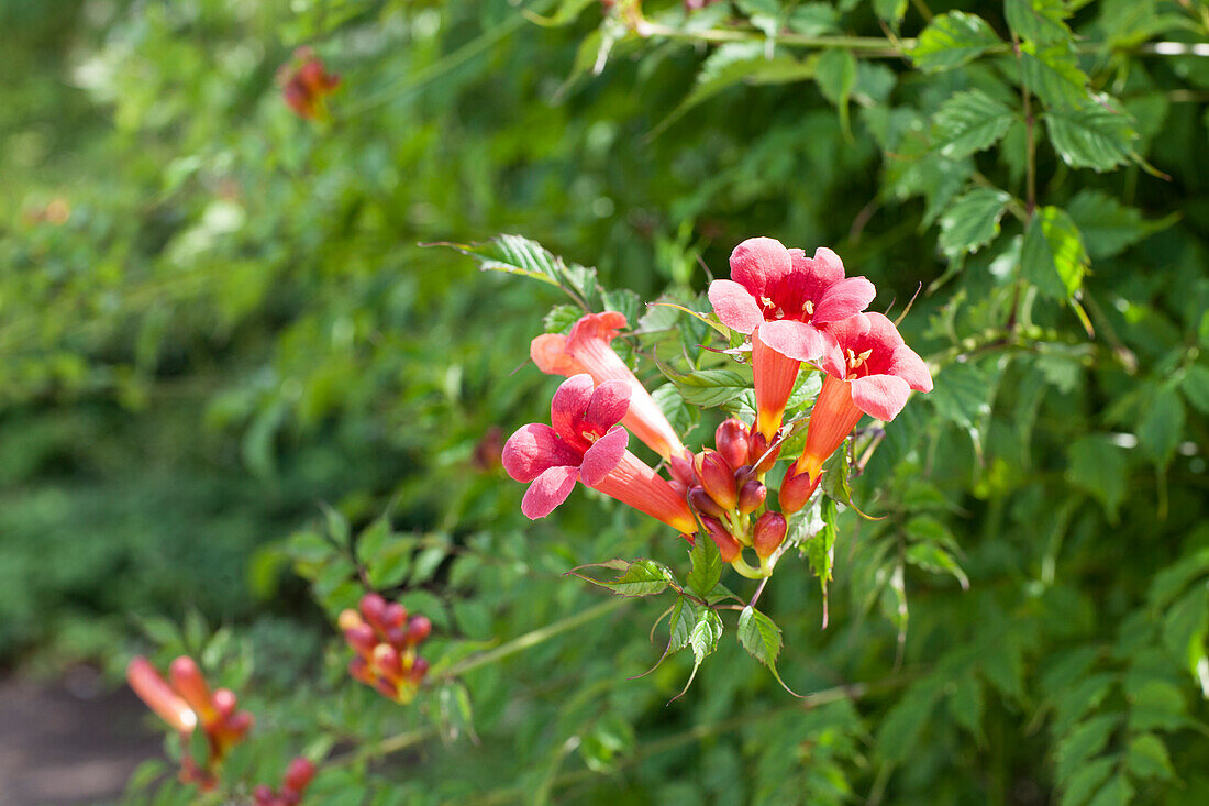 Campsis radicans