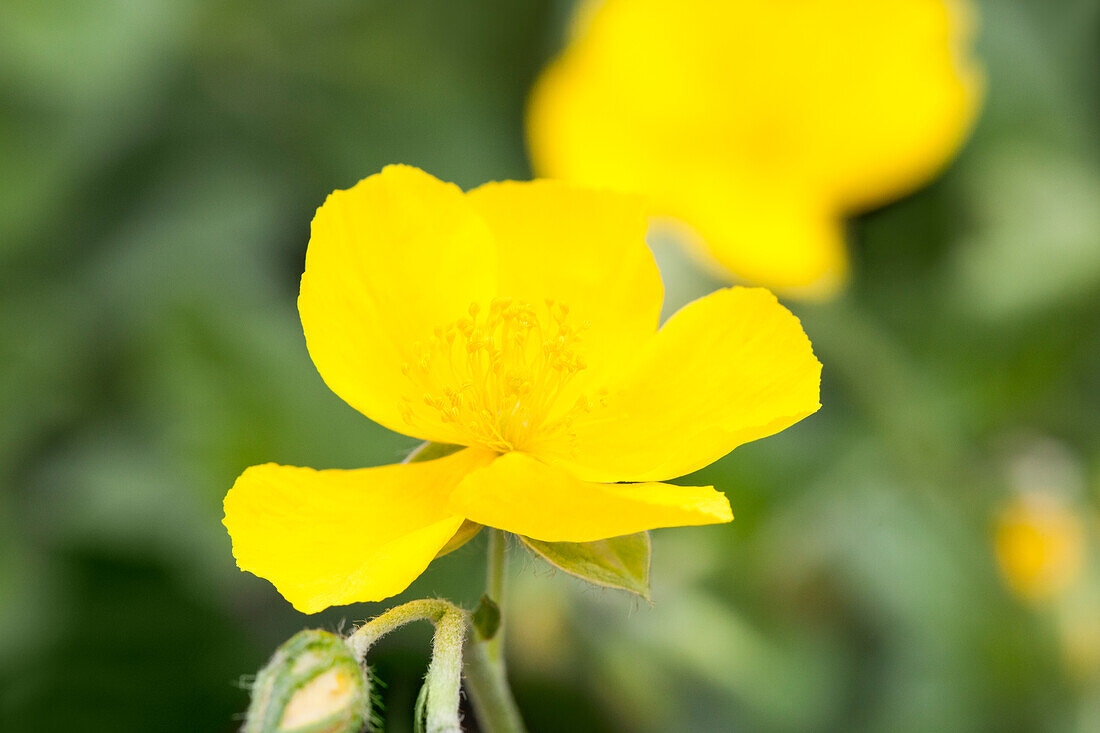 Helianthemum nummularium 'Sterntaler'.