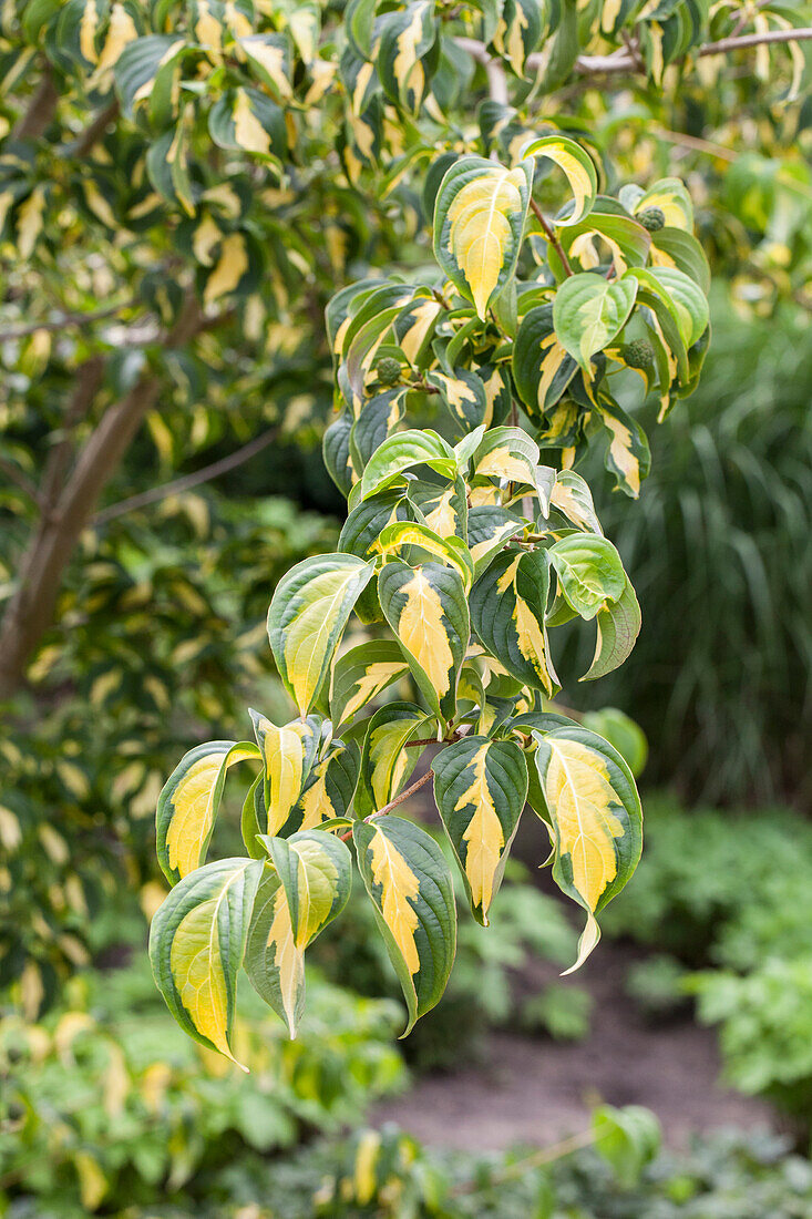 Cornus kousa 'Gold Star'