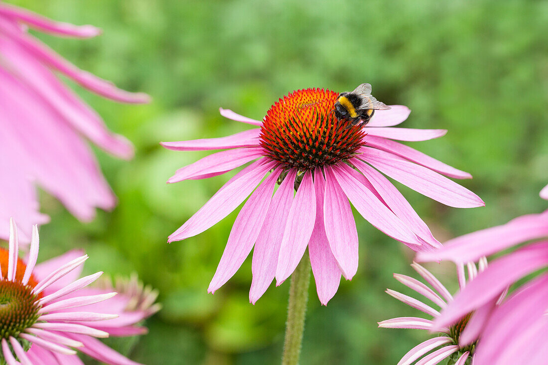 Echinacea purpurea 'Magnus'