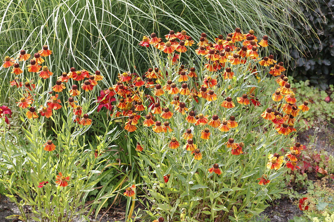 Echinacea