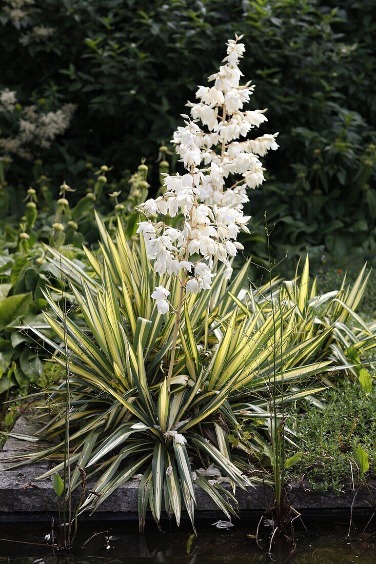 Yucca filamentosa